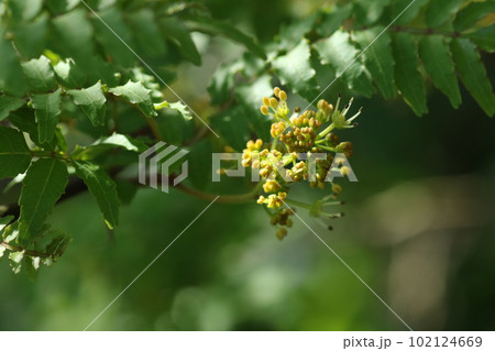 初夏に咲く、黄色い小さな花、サンショウ 初夏に咲く、黄色い小さな花、サンショウ 102124669