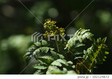 初夏に咲く、黄色い小さな花、サンショウ 初夏に咲く、黄色い小さな花、サンショウ 102124672