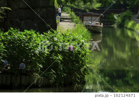 初夏の近江八幡　紫陽花咲く八幡掘り 102124871