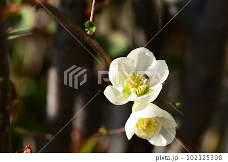 白い木瓜の花 白い木瓜の花 102125308