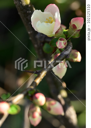白い木瓜の花 白い木瓜の花 102125310