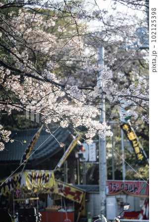 御滝公園の桜 102125398