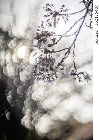 御滝公園の桜 102125407