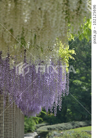 満開の藤 102125696