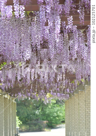 藤棚の下 102125701
