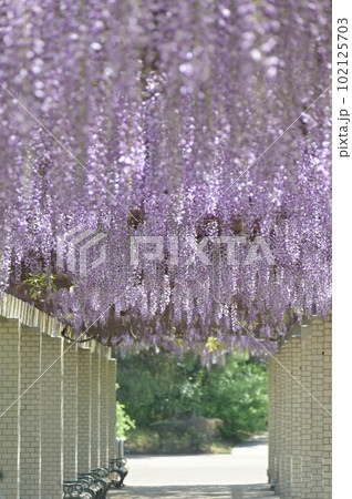 藤の通路 102125703