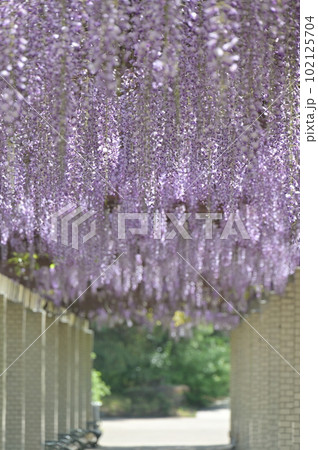 藤の廊下 102125704