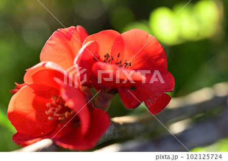 冬の花　木瓜 102125724