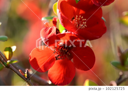 冬の花　木瓜 102125725