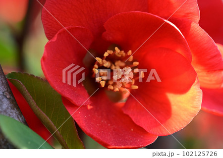 冬の花　木瓜 102125726