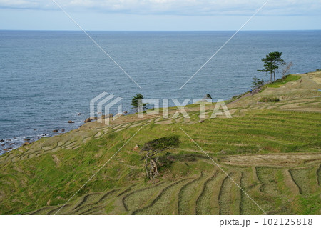 白米千枚田、石川県、輪島市、白米町、棚田、千枚田、案内板、狭い田、白米、千枚田、指定名称、名勝、能登 102125818