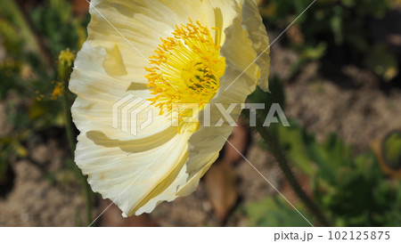 風に揺れる白いアイスランドポピーのお花 風に揺れる白いアイスランドポピーのお花 102125875