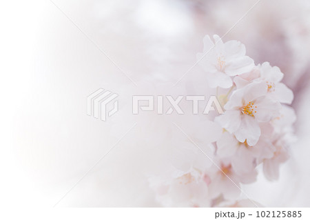コピースペースのある満開の桜の花びらのクローズアップ　 102125885