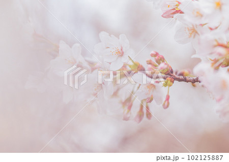 コピースペースのある満開の桜の花びらのクローズアップ コピースペースのある満開の桜の花びらのクローズアップ 102125887