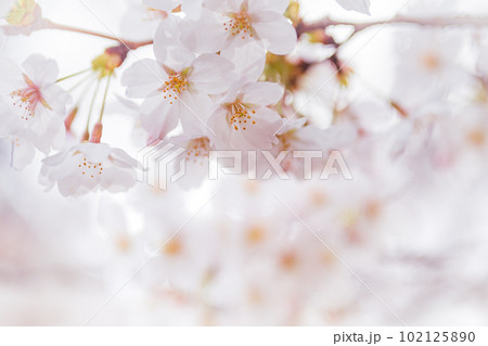 コピースペースのある満開の桜の花びらのクローズアップ コピースペースのある満開の桜の花びらのクローズアップ 102125890