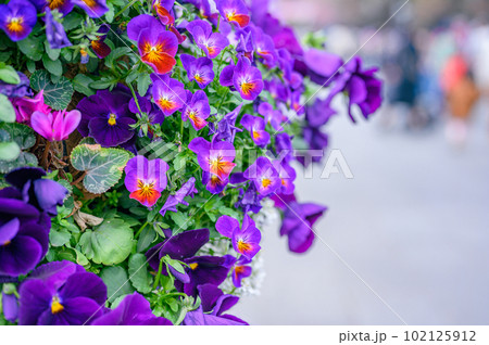 ナチュラルなイングリッシュガーデン　色とりどりな花 102125912