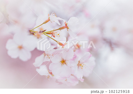コピースペースのある満開の桜の花びらのクローズアップ コピースペースのある満開の桜の花びらのクローズアップ 102125918