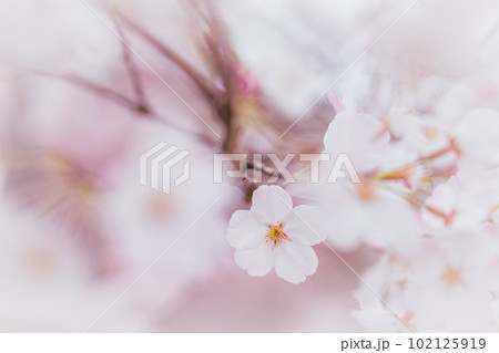コピースペースのある満開の桜の花びらのクローズアップ コピースペースのある満開の桜の花びらのクローズアップ 102125919