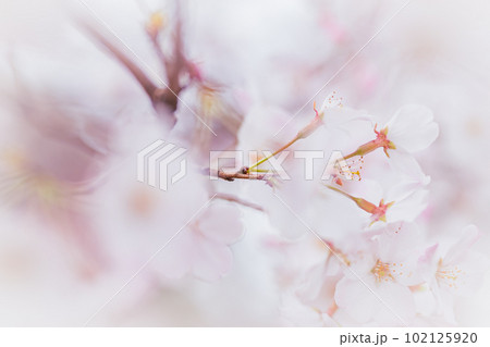 コピースペースのある満開の桜の花びらのクローズアップ コピースペースのある満開の桜の花びらのクローズアップ 102125920