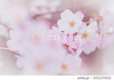 コピースペースのある満開の桜の花びらのクローズアップ コピースペースのある満開の桜の花びらのクローズアップ 102125922