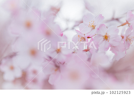コピースペースのある満開の桜の花びらのクローズアップ　 102125923