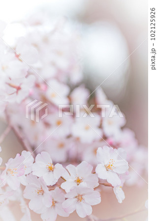 コピースペースのある満開の桜の花びらのクローズアップ コピースペースのある満開の桜の花びらのクローズアップ 102125926