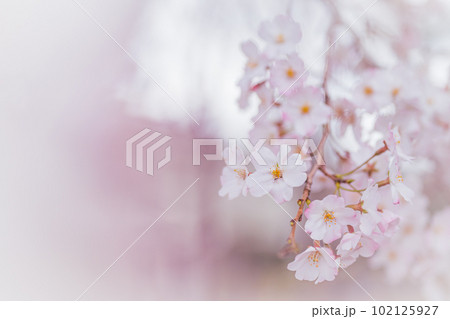 コピースペースのある満開の桜の花びらのクローズアップ　 102125927