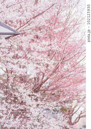 コピースペースのある満開の桜の花びらのクローズアップ コピースペースのある満開の桜の花びらのクローズアップ 102125930