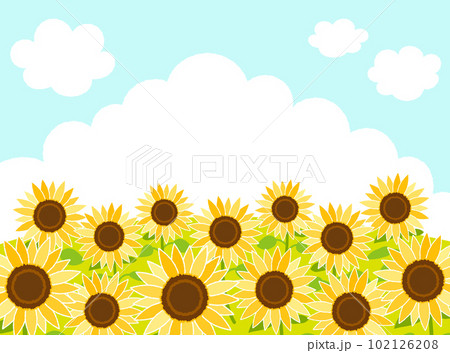 夏の空とひまわり畑の背景 102126208