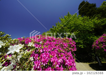 山野辺の道　長岳寺躑躅の参道 102126388