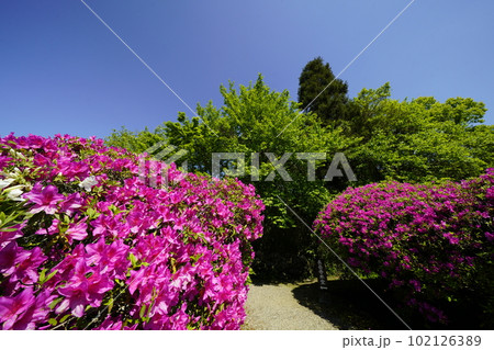 山野辺の道　長岳寺躑躅の参道 102126389