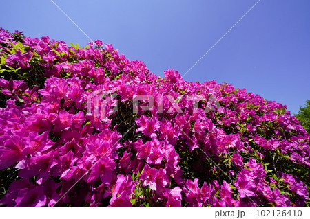 山野辺の道 長岳寺躑躅の参道 山野辺の道 長岳寺躑躅の参道 102126410