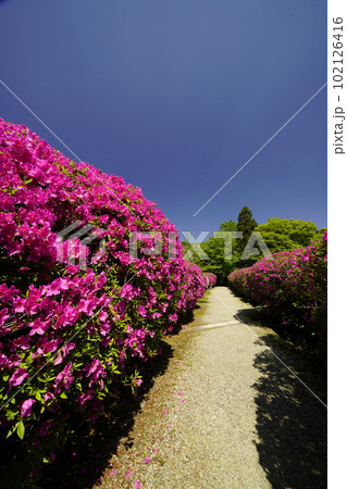 山野辺の道 長岳寺躑躅の参道 山野辺の道 長岳寺躑躅の参道 102126416