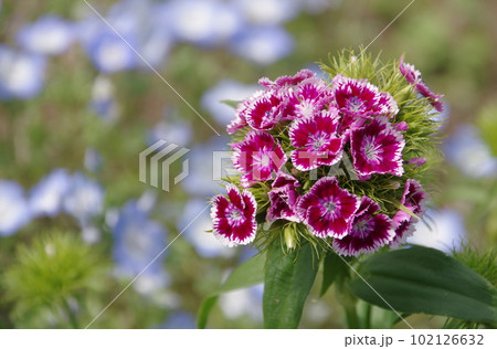 ナデシコの花 102126632