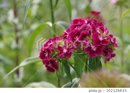 ナデシコの花 102126633