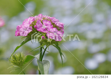 ナデシコの花 102126634