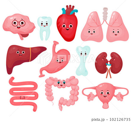 Collection cute human cartoon organs. Funny characters organs isolated on white background. Vector illustration. Anatomy concept. 102126735