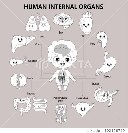 medical human body outline drawing