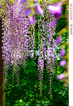 紫色が綺麗な藤の花 102127116