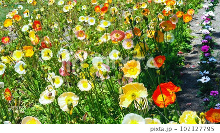 アイスランドポピーのお花達 102127795