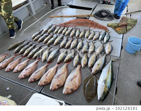 船釣りの釣果　ブリやタイなど 102128191
