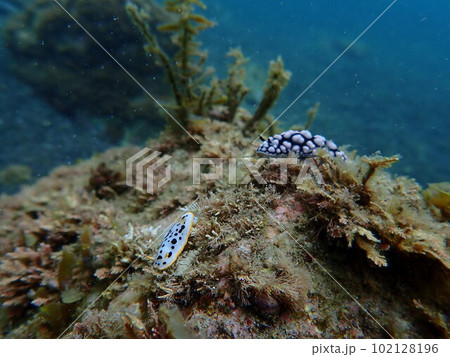 水中写真　コイボウミウシとシロウミウシ 102128196