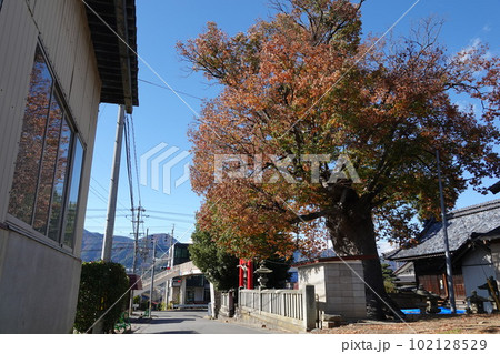 長野県埴科郡坂城町中之条の中條神社の欅伐採工事前の風景 長野県埴科郡坂城町中之条の中條神社の欅伐採工事前の風景 102128529