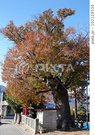 長野県埴科郡坂城町中之条の中條神社の欅伐採工事前の風景 102128530