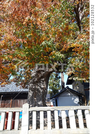 長野県埴科郡坂城町中之条の中條神社の欅伐採工事前の風景 102128532