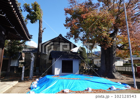 長野県埴科郡坂城町中之条の中條神社の欅伐採工事前の風景 長野県埴科郡坂城町中之条の中條神社の欅伐採工事前の風景 102128543