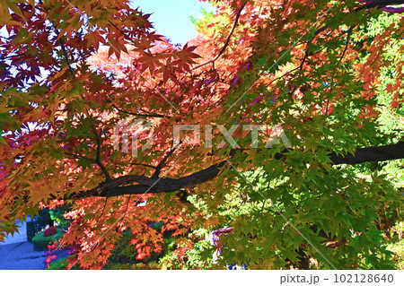 色づいていく紅葉の樹々 102128640
