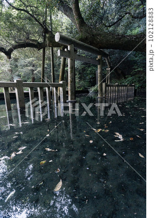 厳かな雰囲気の鹿島神宮御手洗池 102128883