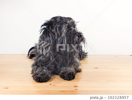 Portrait of black shaggy housedog Portrait of black shaggy housedog 102128957