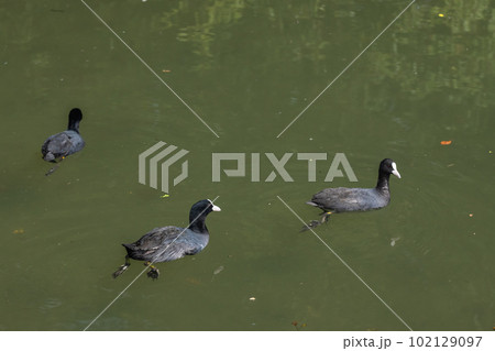 淀川のオオバン　 102129097